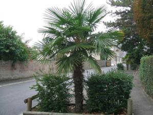 A la découverte des arbres de Saint-Jean-le-Thomas