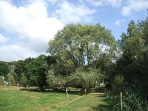 A la découverte des arbres de Saint-Jean-le-Thomas