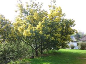 Mimosa, emblème de notre village