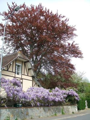 Glycine et hêtre à feuilles pourpres