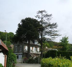 Araucaria