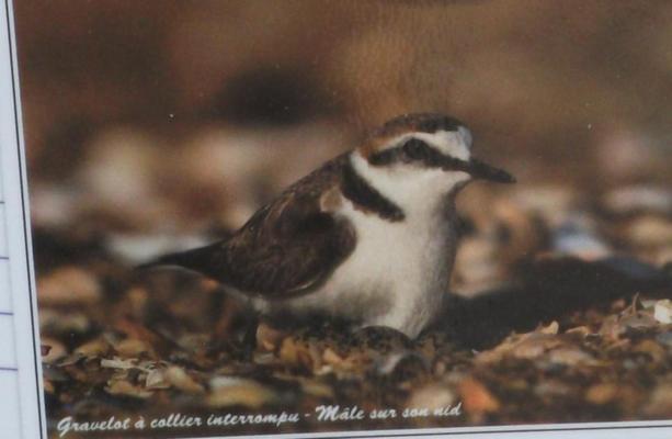 A la découverte d'un oiseau rare ! Le Gravelot à collier interrompu.