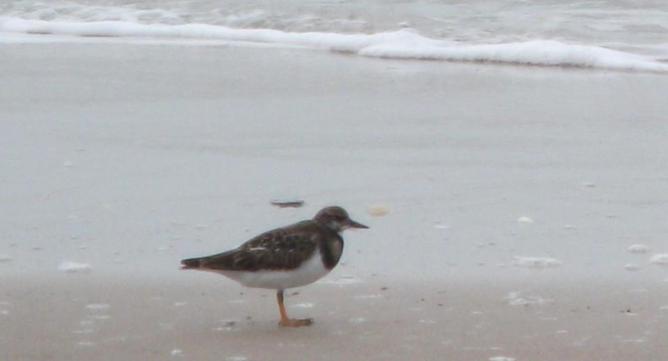 A la découverte d'un oiseau rare ! Le Gravelot à collier interrompu.