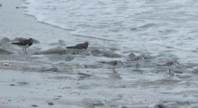 A la découverte d'un oiseau rare ! Le Gravelot à collier interrompu. A la découverte d'un oiseau rare ! Le Gravelot à collier interrompu.