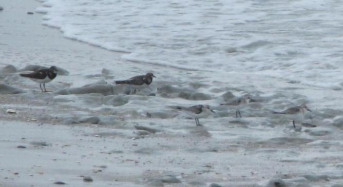 A la découverte d'un oiseau rare ! Le Gravelot à collier interrompu.