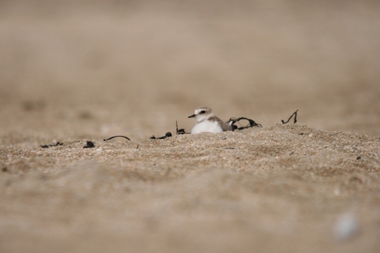 Gravelot sur son nid, photo Didier Lavadoux