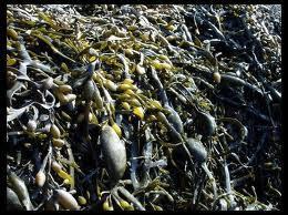 Algue brune : fucus vésiculeux Algue brune : fucus vésiculeux