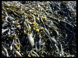 Algue brune : fucus vésiculeux