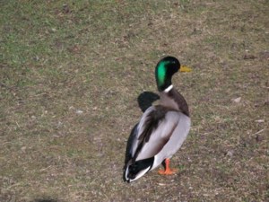 Canard colvert mâle