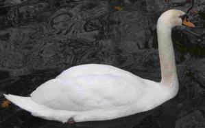 Cygne parfois visible sur le marais entre St Jean et Dragey