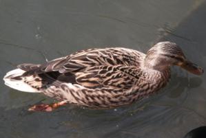 Canard colvert femelle