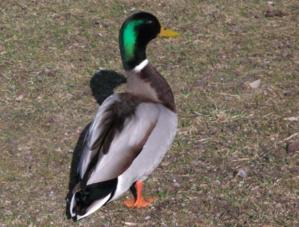 Canard colvert mâle