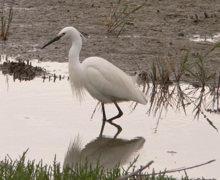 Aigrette garzette