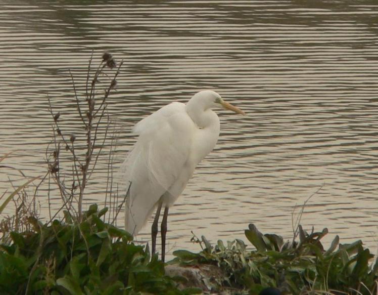 grande Aigrette