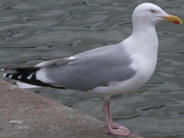 Goeland argenté