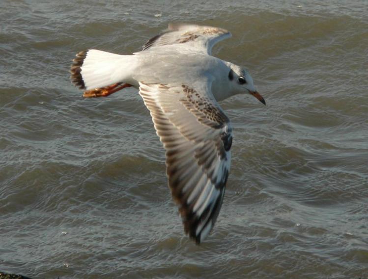 Mouette rieuse