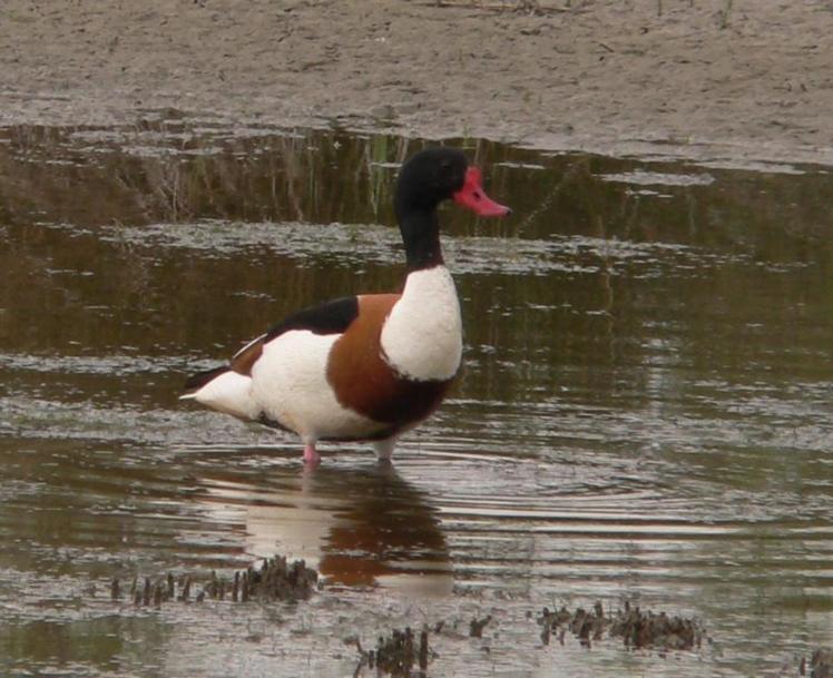 Canard tadorne