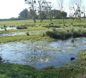 Le marais entre St Jean et Dragey