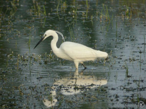 Aigrette garzette