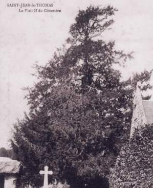 L'if du cimetière du temps de sa splendeur L'if du cimetière du temps de sa splendeur