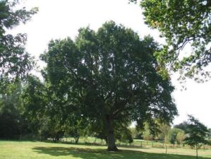 Hommage à L. Malle, "Un avant goût de Paradis" Hommage à L. Malle, "Un avant goût de Paradis"