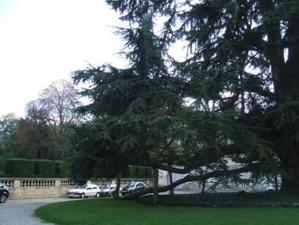 Hommage à L. Malle, "Un avant goût de Paradis" Hommage à L. Malle, "Un avant goût de Paradis"