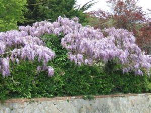 Hommage à L. Malle, "Un avant goût de Paradis" Hommage à L. Malle, "Un avant goût de Paradis"