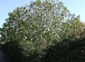 Hommage à L. Malle, "Un avant goût de Paradis" Hommage à L. Malle, "Un avant goût de Paradis"