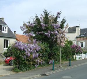 Hommage à L. Malle, "Un avant goût de Paradis" Hommage à L. Malle, "Un avant goût de Paradis"