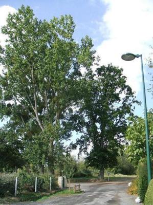 Hommage à L. Malle, "Un avant goût de Paradis" Hommage à L. Malle, "Un avant goût de Paradis"