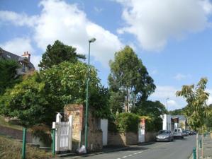 eucalyptus eucalyptus