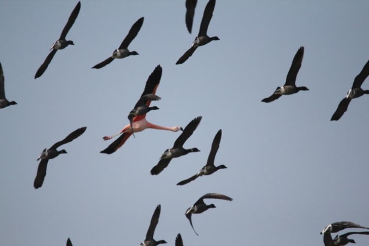 Oies bernaches et flamand rose, photo Didier Lavadoux Oies bernaches et flamand rose, photo Didier Lavadoux