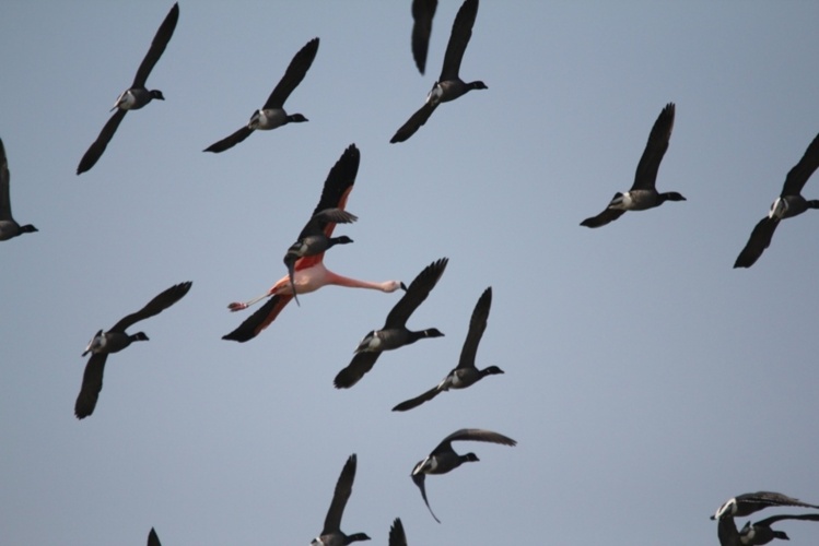 Oies bernaches et flamand rose, photo Didier Lavadoux