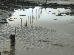 Les pêcheries néolithiques de Saint Jean le Thomas : regard d'artiste Les pêcheries néolithiques de Saint Jean le Thomas : regard d'artiste