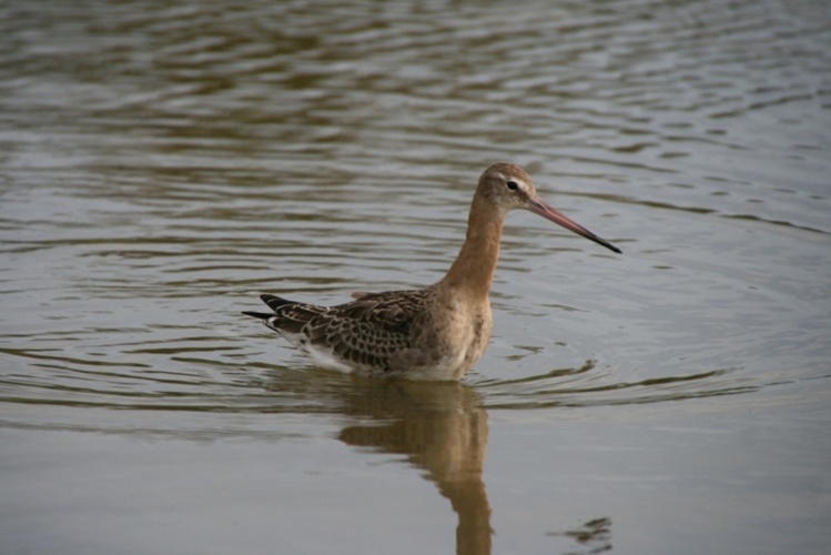 Barge à queue noire (limosa limosa)