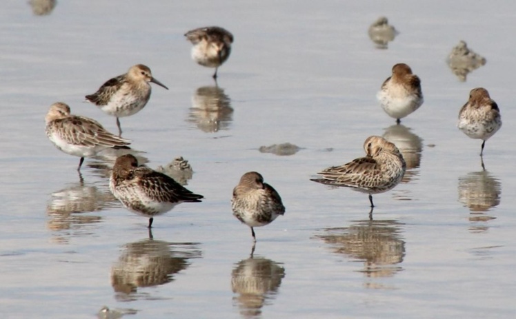 Bécasseaux variables (calidris alpina)