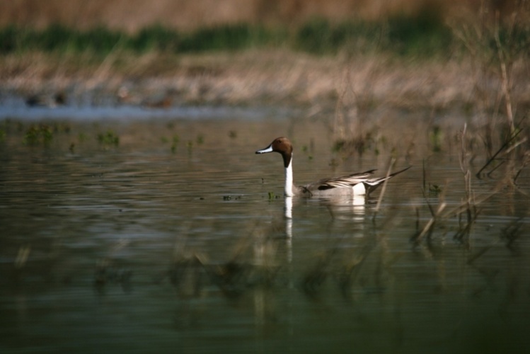 Canard pilet (Anas acuta)