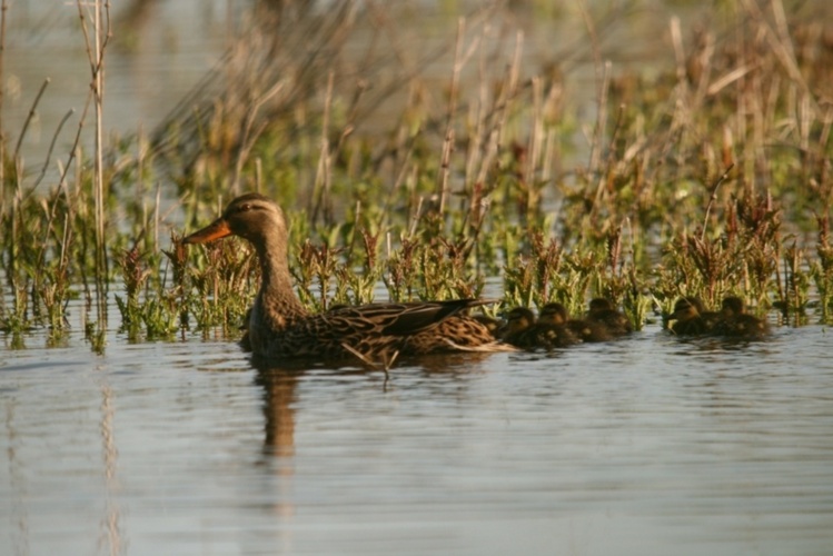 Canard colvert femelle (Anas platyrhynchos) Canard colvert femelle (Anas platyrhynchos)