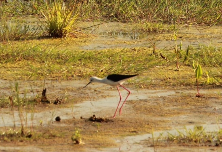 Echasse blanche (himantopus himantopus)