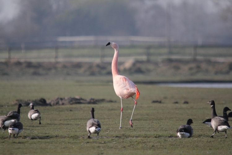 Flamand du Chili (Phoenicopterus chilensis)