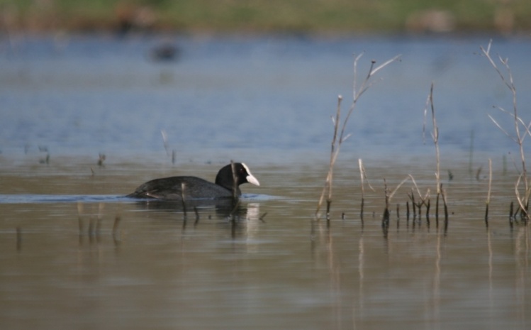 Foulque macroule (Fulica atra) Foulque macroule (Fulica atra)