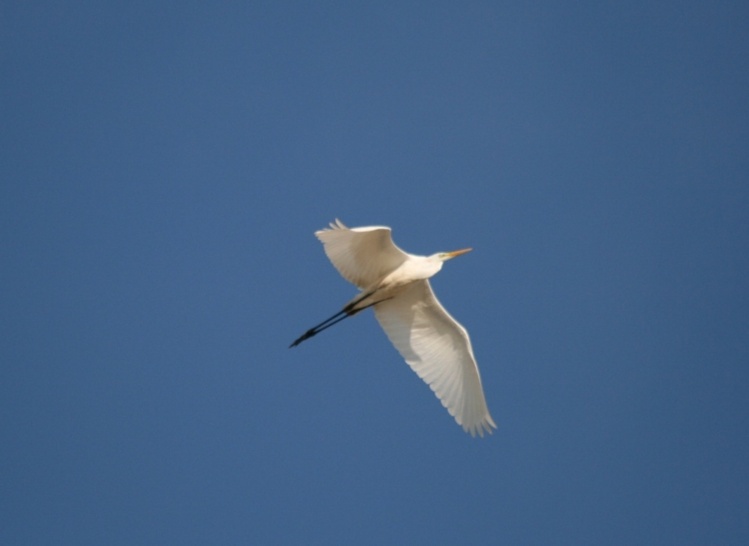 Grande aigrette (Aigretta alba)