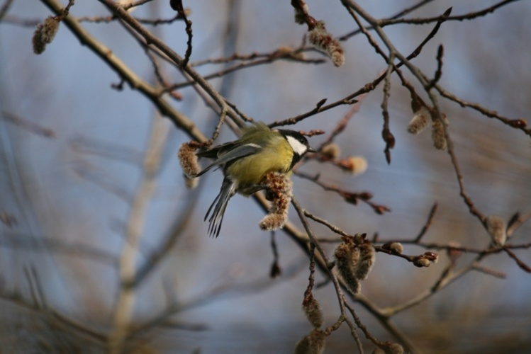 Mésange charbonnière (Parus major)