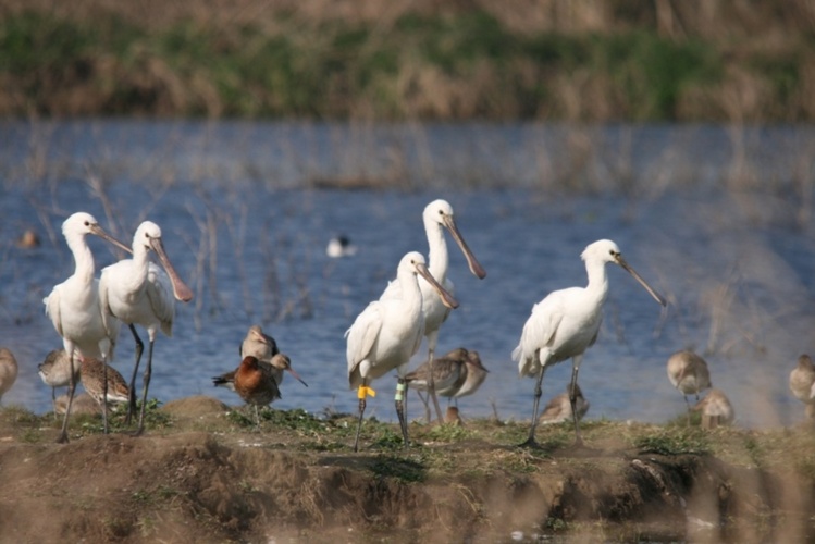 Spatule blanche (Platalea leucorodia) Spatule blanche (Platalea leucorodia)