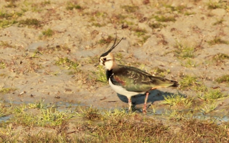 Vaneau huppé ( Vanellus vanellus)