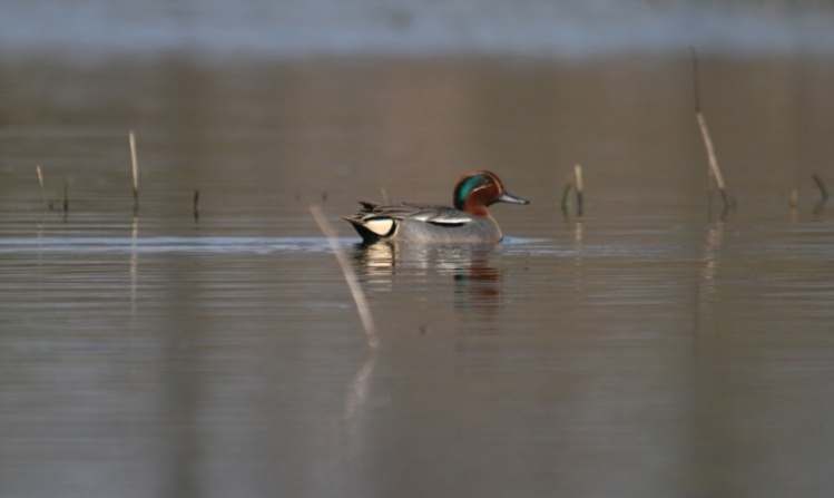 Sarcelle d'hiver (Anas crecca) Sarcelle d'hiver (Anas crecca)