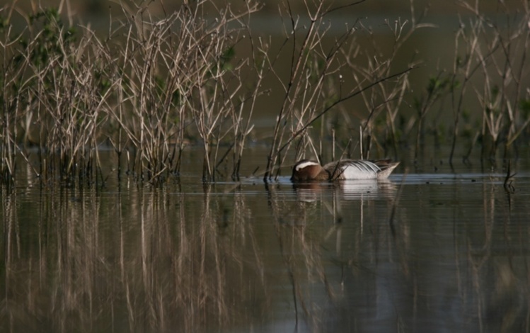 Sarcelle d'été (Anas querquedula)