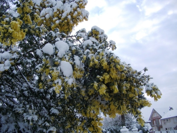 La neige à Saint Jean le Thomas ! La neige à Saint Jean le Thomas !
