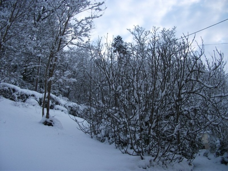 La neige à Saint Jean le Thomas ! La neige à Saint Jean le Thomas !