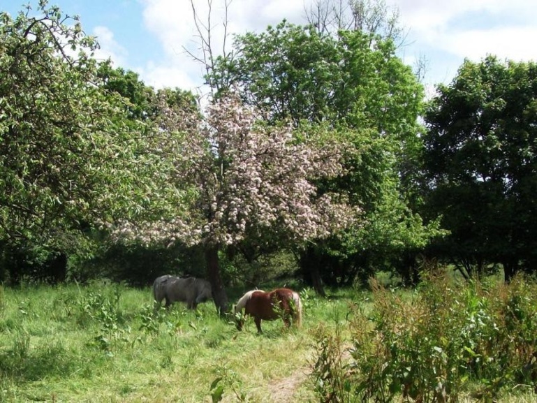 Repos du poney sous le pommier